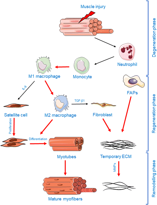 Inflammatory Response